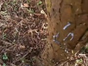 Cheeky wank in the woods with a moan