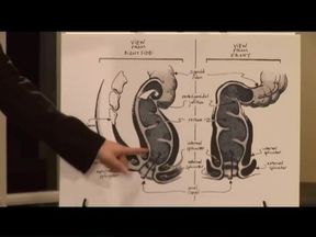 Blonde Babe Fingers Pussy and Rides Cock Wildly