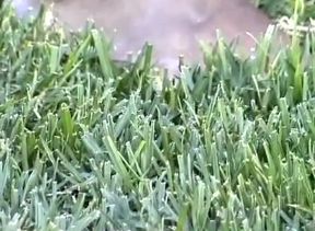 Hairy black boys outdoor fun