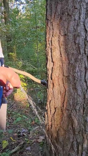 On a Walk in the Forest, Long Pissing Under a Tree