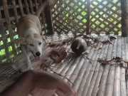 KANTUTAN Vlog Kami Muna Ni Brownie habang Wala Tao SA Kubo