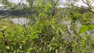 WE GO FOR A WALK AND THEY MAKE ME EAT COCK