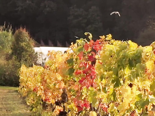 ”Tushy: Bombshell Stefany accepts hot Double penetration offer on holiday”