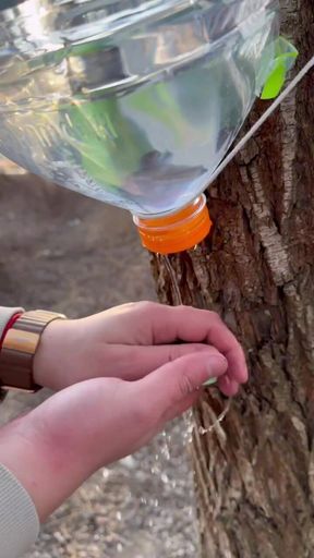 Survival lifehack bushcraft ✅ survival  camping lifehacks outdoors forest bushcraft shorts