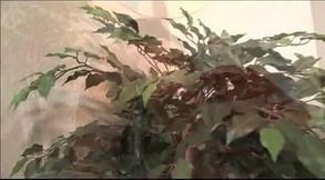 Janet Jacme banged by a big black cock