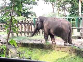 Elephants of Saigon. Vietnam