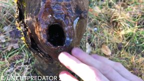 Big uncut cock fucks and pees in a tree trunk with cumshot at the end