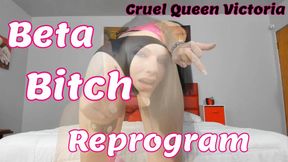 Beta Bitch Reprogram