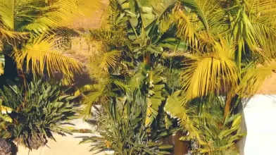 Petite Gabi Paltrova Rims And Fucked By Tgirl Natalie Mars