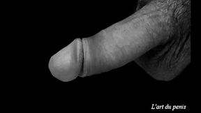 L'_art du penis