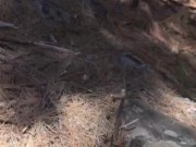 Public wank in Forrest with cum