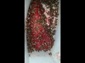 Cricket tub 7-31-19 last half hour feast