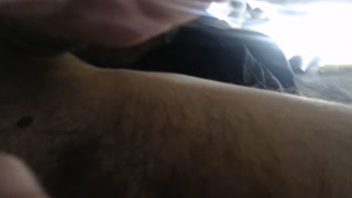 **PAULIES HOTTEST CUM SHOT YET"" - STR8BOYZSEDUCED - -------------[HOTTTTT]