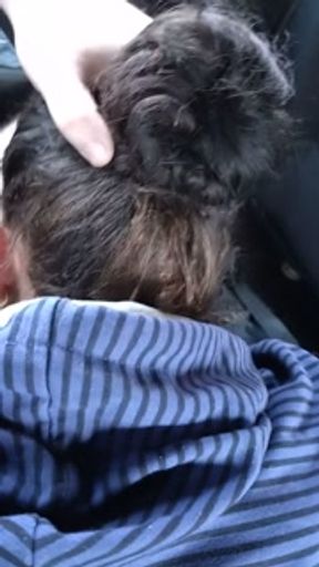 Horny hitchhiker give a head for ride