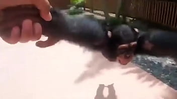 Life could be dream monkey