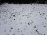 Snow Fuck & Cum Gargle