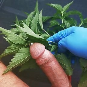 Play with fresh nettles