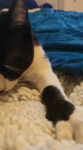 Look at my pussy while I'm on the bed