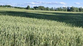 A woman is a field that craves a plowman, seeds, and moisture, and you will receive it in full.
