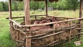 Hay proves to be the perfect cushion as the brunette gets her asshole stretched outdoors