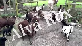 Teaser vid&eacute_o de 18min - Balade en cano&euml_