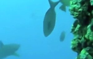 Fucking this busty cutie underwater while scuba diving