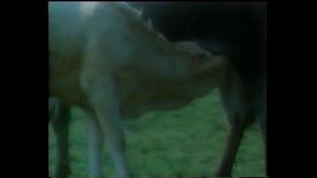 TRAILER CALIENTE NI&Ntilde_A JULIETA