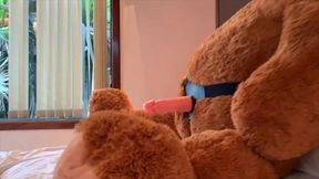 brincando com o meu ursinho toddy