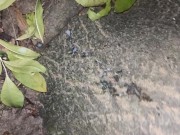 Cumshot behind a tree in the night and showing cum load after cum