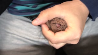 Japanese foreskin uncut cock masterbation 2020.01.25