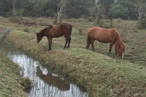 Hot cowboys fuck in the hay