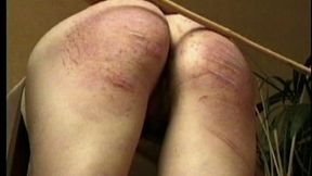Canus On My Anus Clip One 320x240 wmv