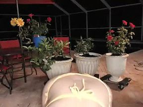 Asian Amateur Flashes Her Panties In Public 05