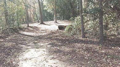 Hiking Through Thick Woods Gets Rough on Elon’s Trail