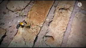 besouro bengala e besoura vip, fodendo forte no muro da escola