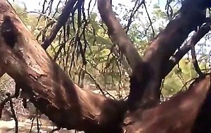 Cruising in a Spanish Forest