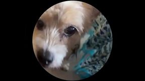 Even tbe senior dog getting on this trend. #pedropedropedro