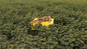 Erotic Palette 02: Yellow Anal Heat