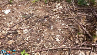 Outdoor bareback pounding: amateur gays take massive black cocks raw