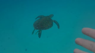 My One Night Stand in Oceania: Romantic Hotwife Date and Sex Video with Tourist While on Vacation