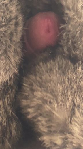 Rex rabbit fur stroke