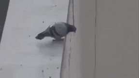 Mexicana gorda se coje a jovenes virgenes por un mal entendido &quot_TucaMomos :'_v&quot_