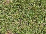 Sandals On Crisp Grass