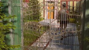Nursing back to pleasure: wife got caught cheating her husband with another woman ep 79, 80