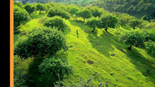 Stoute Angelika Grays, Lina Luxa, Sofi Smile en Aliz nemen deel aan een omgekeerde groepsseks in de buitenlucht, waarbij hun strakke kutjes en billen hard worden genomen.