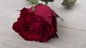 Trampled a red rose with my barefoot dd