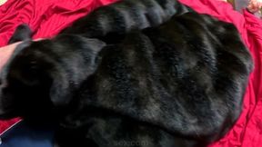 A long black fur coat