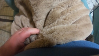 Romantic fucking and cum play on a fur-coat linner 268