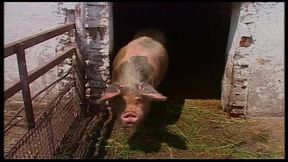 Vintage Blonde MILF Ravished in Barn and Outdoors