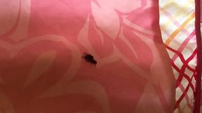 Moscas follando de perrito- big cock zoohard xd